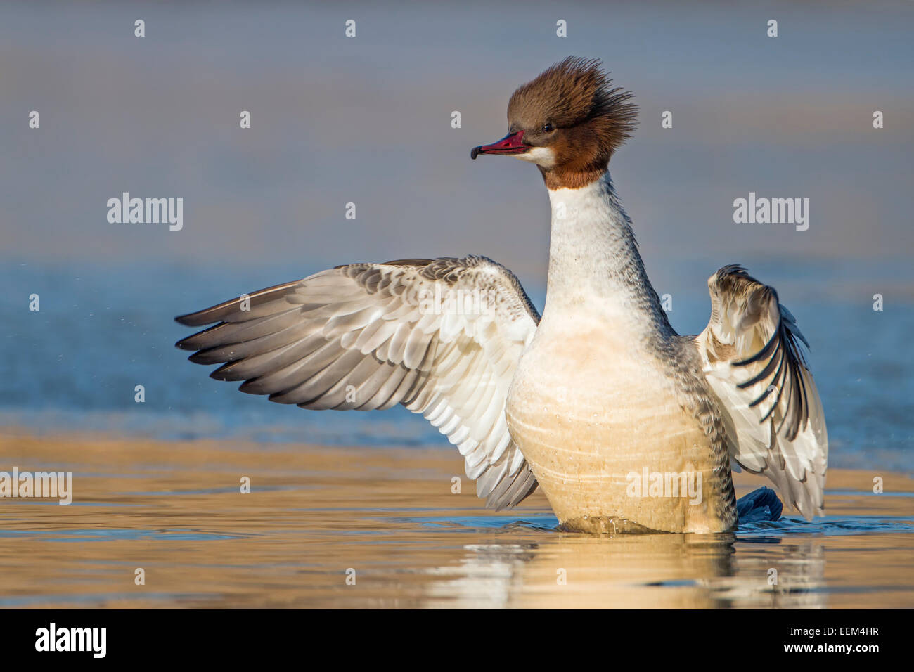 Goosander (Mergus merganser), female, breeding plumage, flapping wings, Middle Elbe Biosphere Reserve, Saxony-Anhalt, Germany Stock Photo