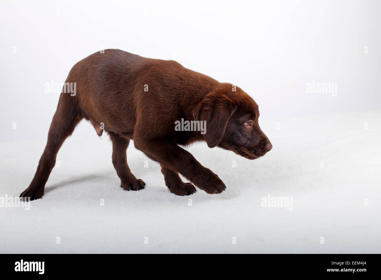 Junger brauner Labrador Retriever Rüde, Welpe, Hundewelpe (Canis lupus familiaris), Hund, Hunderasse, zwölf Wochehn alt, Hund, H Stock Photo