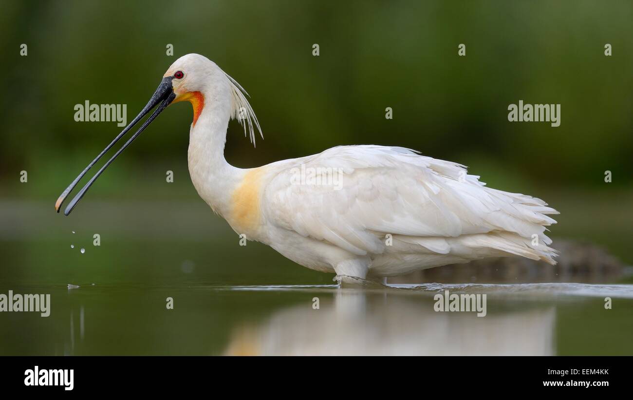 eurasian-spoonbill-or-common-spoonbill-platalea-leucorodia-foraging