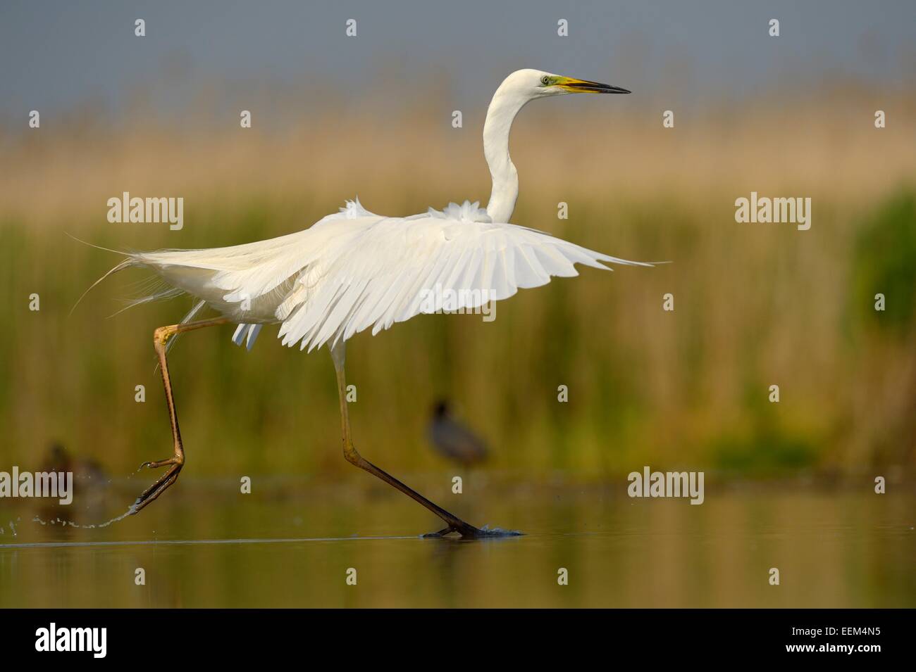 Great Egret (Ardea alba), displaying, hovering over the water, Kiskunság National Park, Southeastern Hungary, Hungary Stock Photo