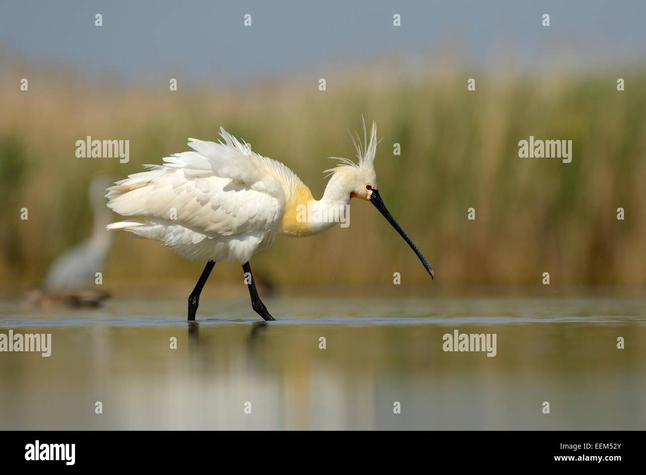 Eurasian Spoonbill or Common Spoonbill (Platalea leucorodia), foraging in shallow water, Kiskunság National Park Stock Photo