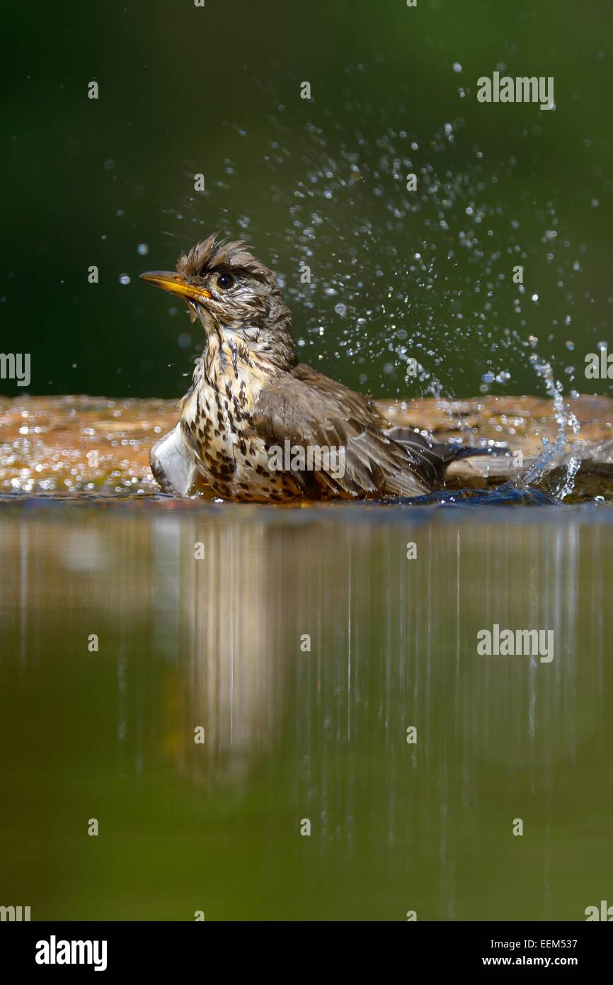 Song Thrush (Turdus philomelos), bathing, Kiskunság National Park, Hungary Stock Photo