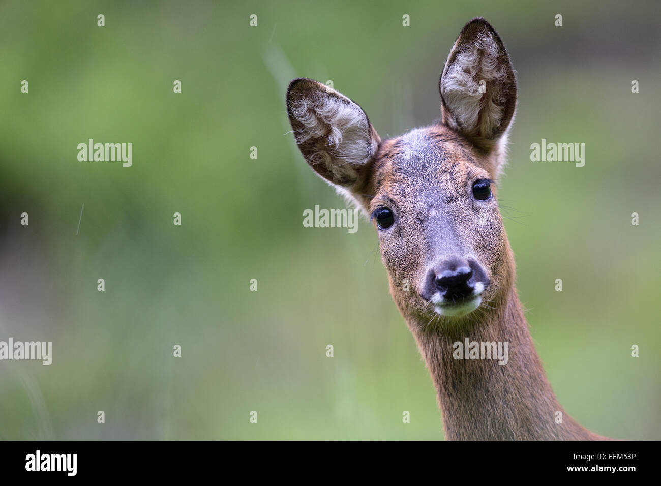 European Roe Deer (Capreolus capreolus), doe, Stubai Valley, Tyrol, Austria Stock Photo