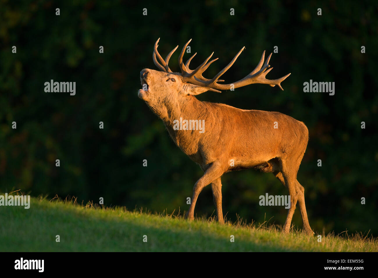 Red Deer (Cervus elaphus), roaring during the rut in the evening light, captive, Lower Saxony, Germany Stock Photo