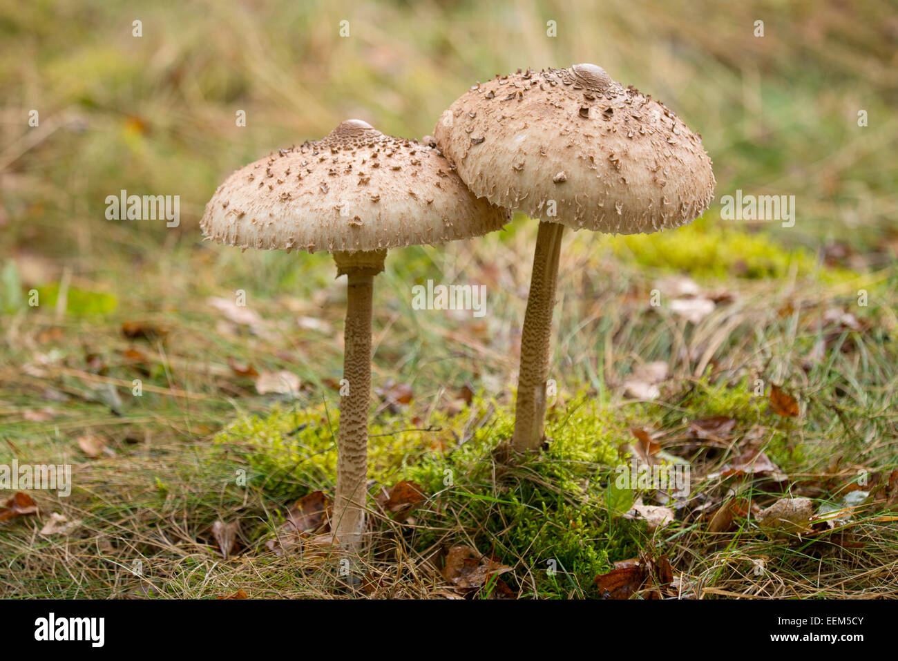 Parasol Mushrooms (Macrolepiota procera), Lower Saxony, Germany Stock Photo