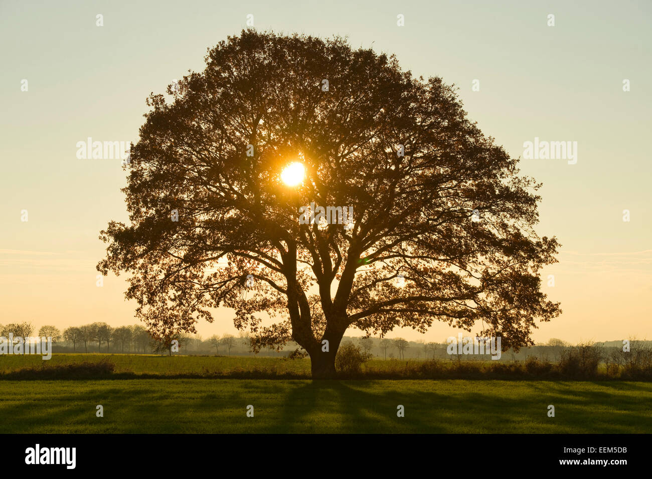 Solitary Pedunculate Oak (Quercus robur), backlit, Lower Saxony, Germany Stock Photo
