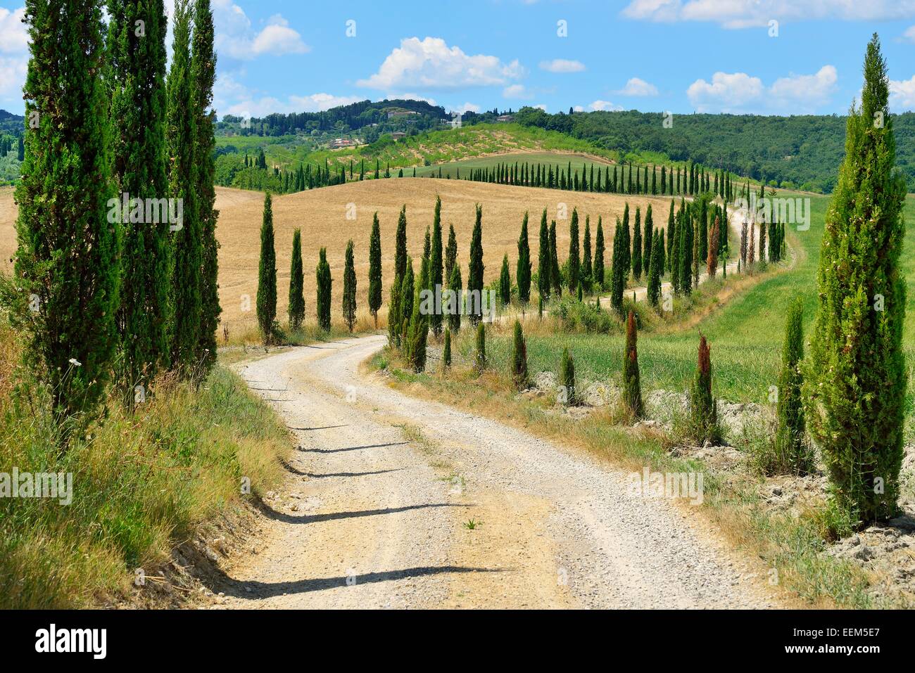 Dirt track with a cypress avenue, near Murlo, Province of Siena, Tuscany, Italy Stock Photo