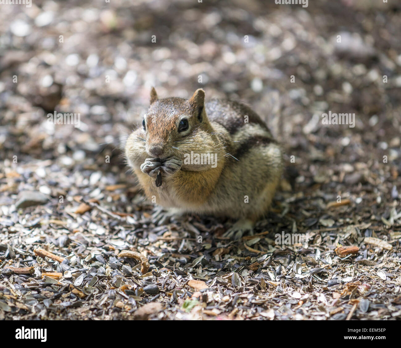 Eastern Chipmunk (Tamias striatus), Colorado, United States Stock Photo