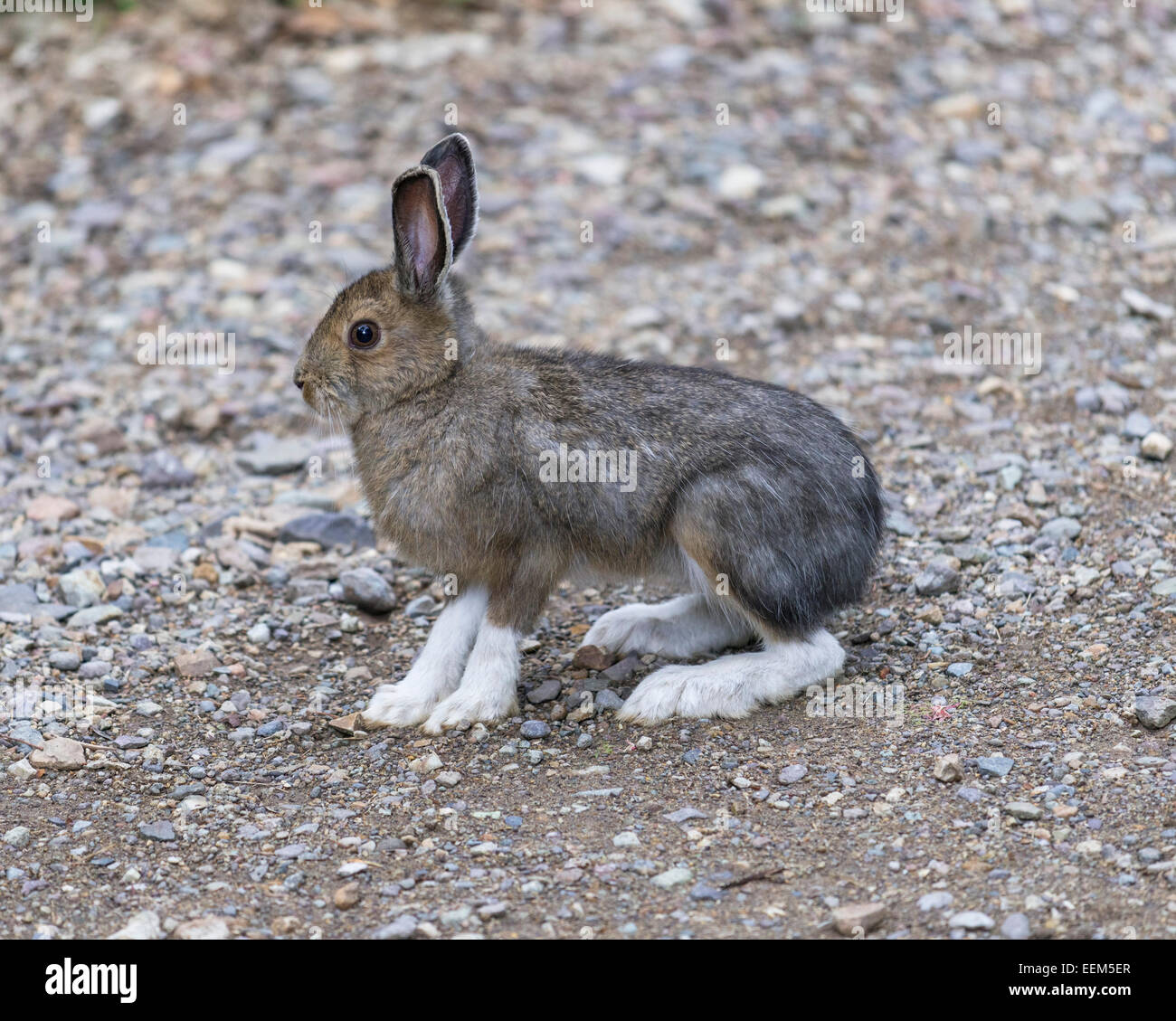 Snowshoe Hare (Lepus americanus), Colorado, United States Stock Photo