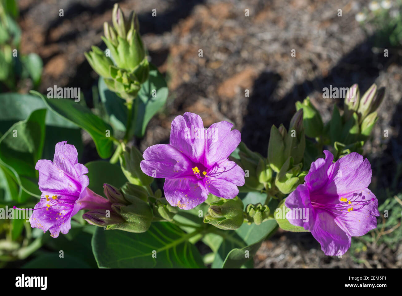 Colorado Four o'clock (Mirabilis multiflora), Colorado, United States