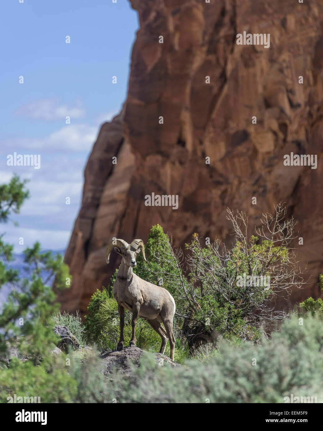 Desert Bighorn Sheep (Ovis canadensis nelsoni), Colorado National