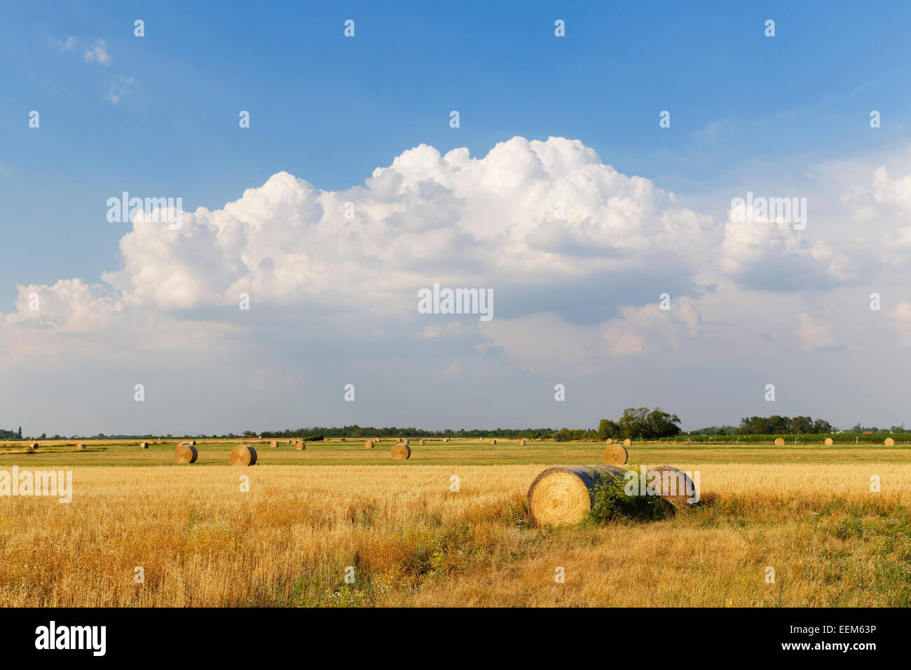 Fields in Apetlon, Seewinkel, Northern Burgenland, Burgenland, Austria Stock Photo