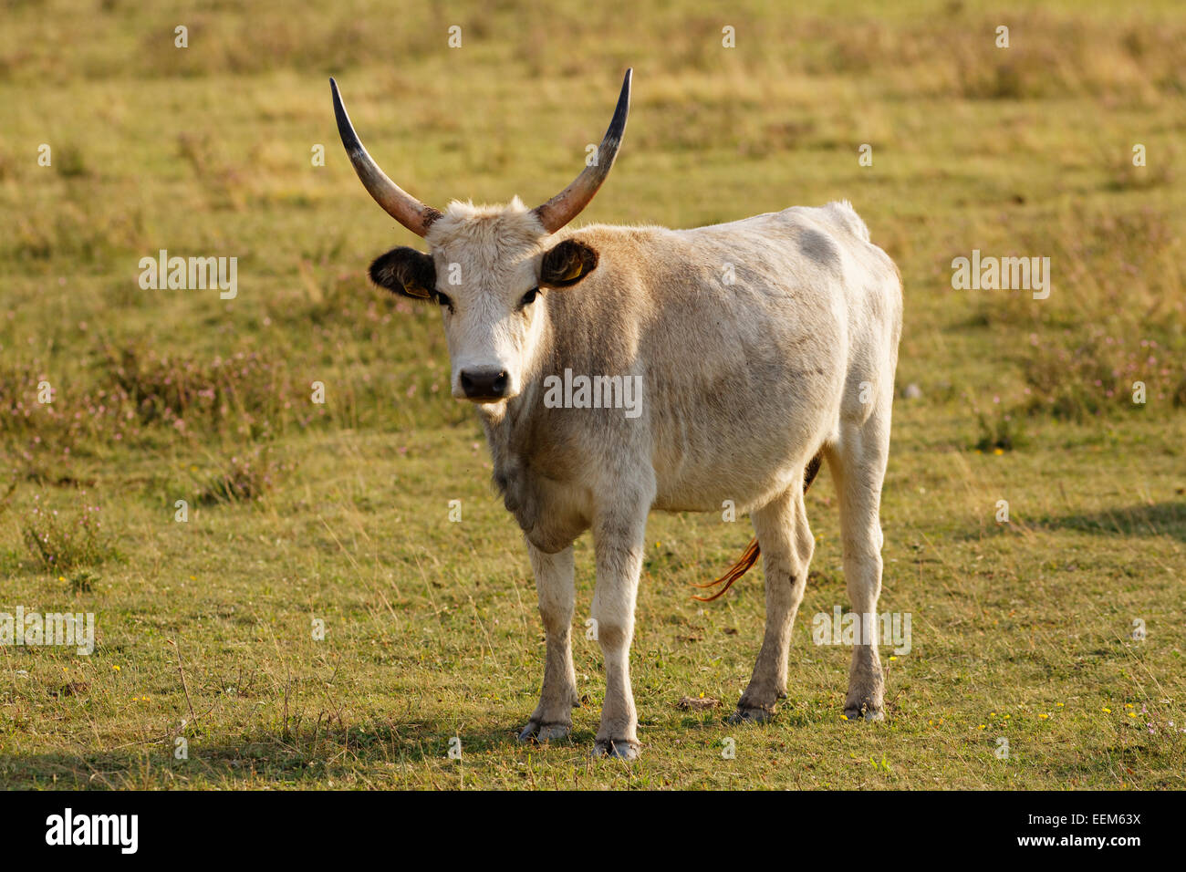 Grey Hungarian Grey cattle, National Park Lake Neusiedl, Seewinkel, Northern Burgenland, Burgenland, Austria Stock Photo