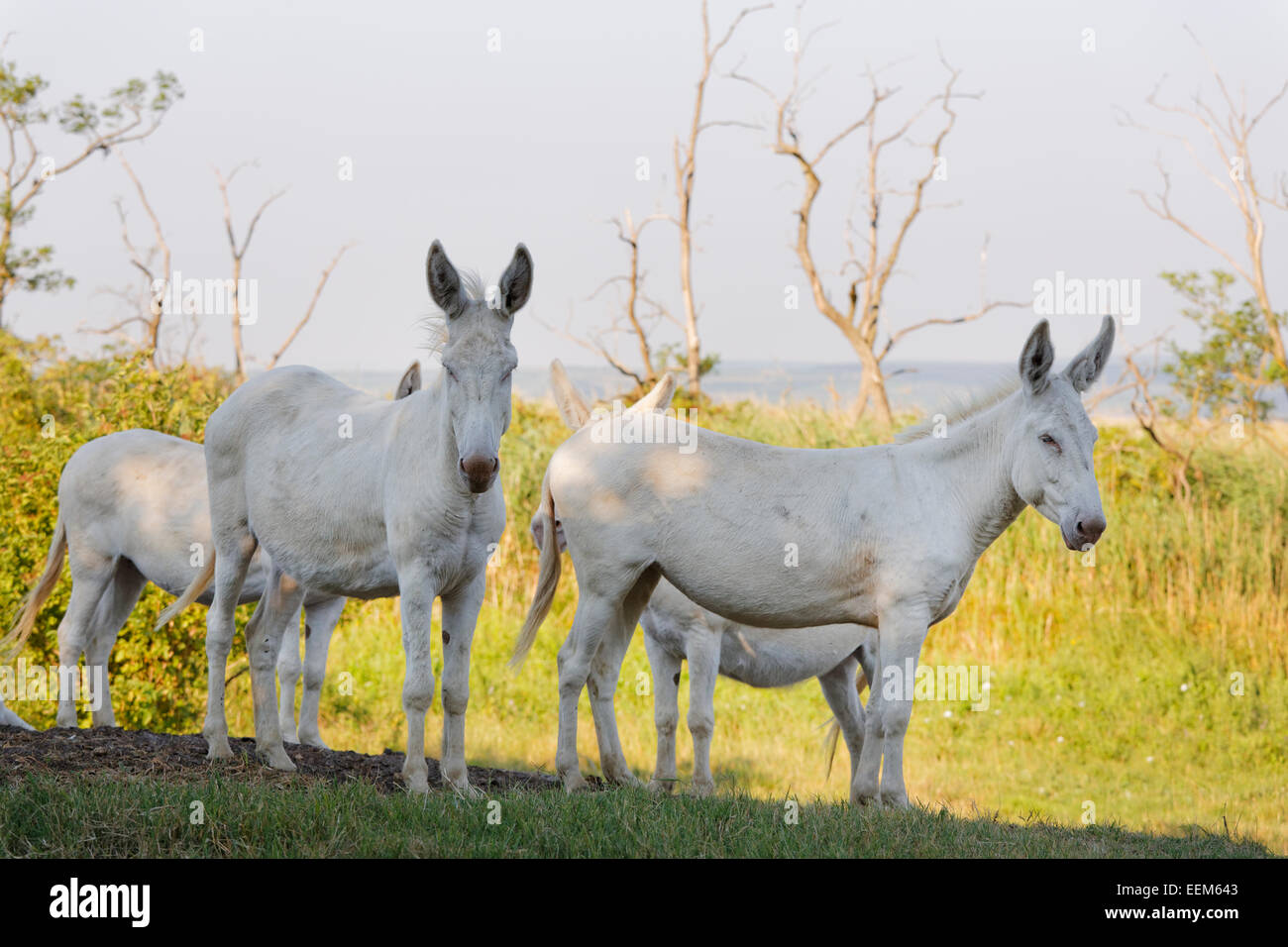 Four Austria-Hungarian White donkeys or Baroque Donkeys, National Park Lake Neusiedl, Seewinkel, Northern Burgenland, Burgenland Stock Photo
