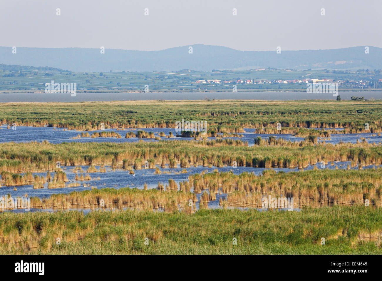 Reed beds on Lake Neusiedl, Lake Neusiedl National Park in Illmitz, Seewinkel, Northern Burgenland, Burgenland, Austria Stock Photo