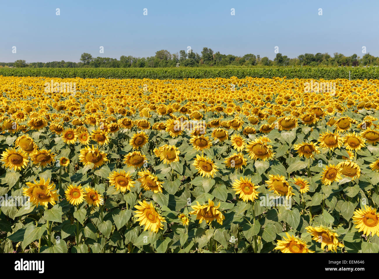 Sunflower field, Seewinkel, Northern Burgenland, Burgenland, Austria Stock Photo