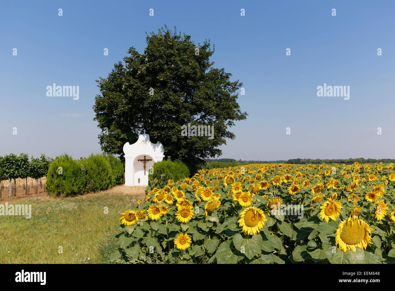Chapel and sunflower field in Pamhagen, Seewinkel, Northern Burgenland, Burgenland, Austria Stock Photo