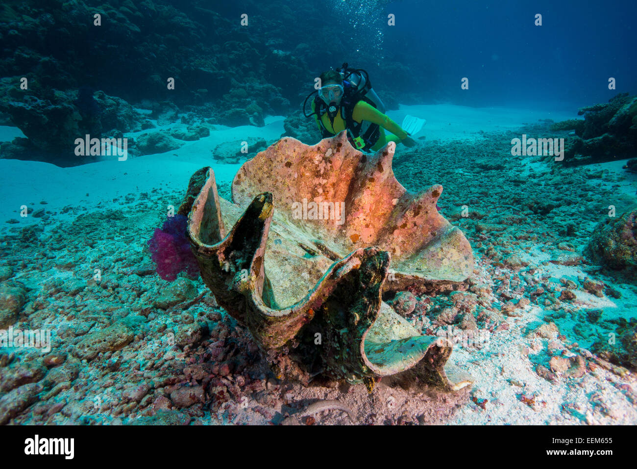 Taucher beobachtet eine tote Moerdermuschel oder Grosse Riesenmuschel, Tridacna maxima, Palau, Mikronesien Stock Photo