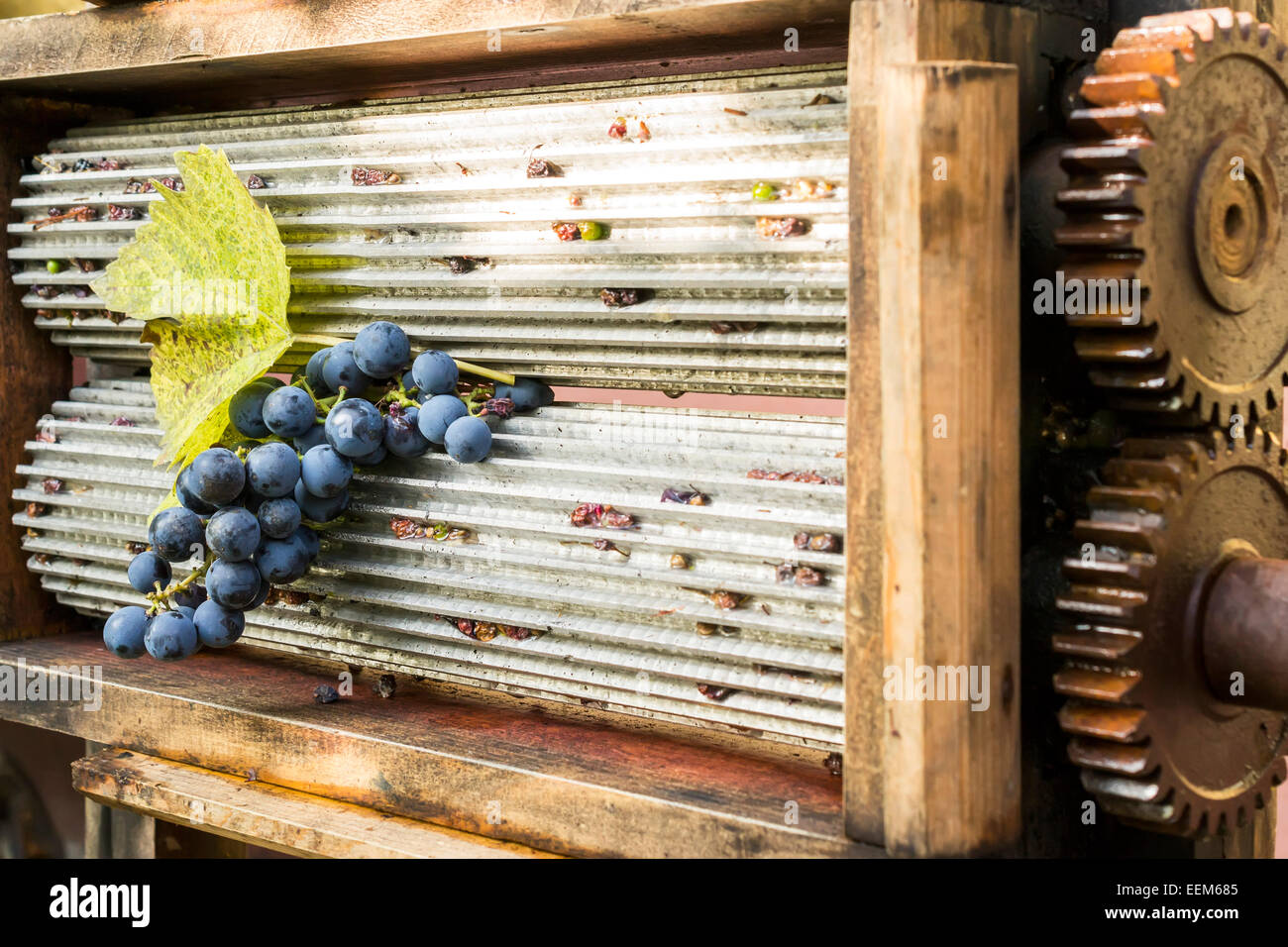 Manual grape crusher with grinding aluminum cylinders holding a grape