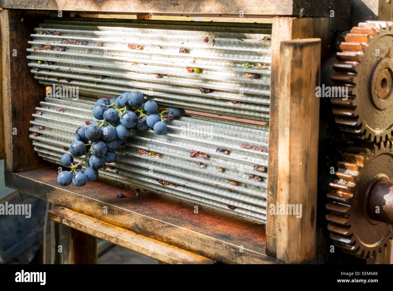 Ripe grape between the grinding cylinders of a manual grape crusher used in wine preparation Stock Photo