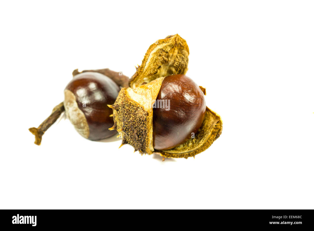 Two ripe chestnuts fruits , one in a thorny crust , isolated on white Stock Photo