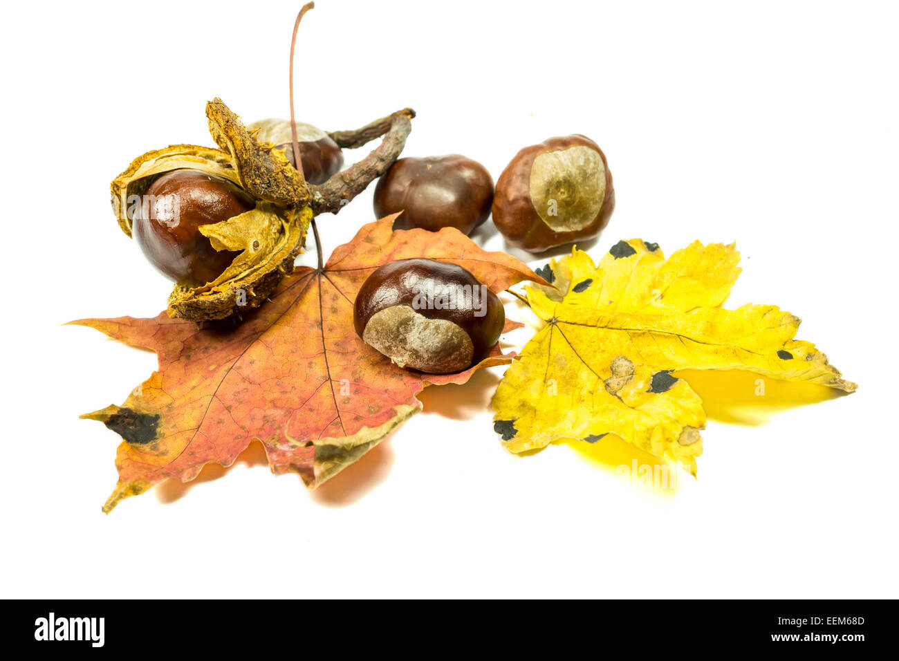 Several ripe chestnuts fruits , with two autumn leaves , isolated on white Stock Photo