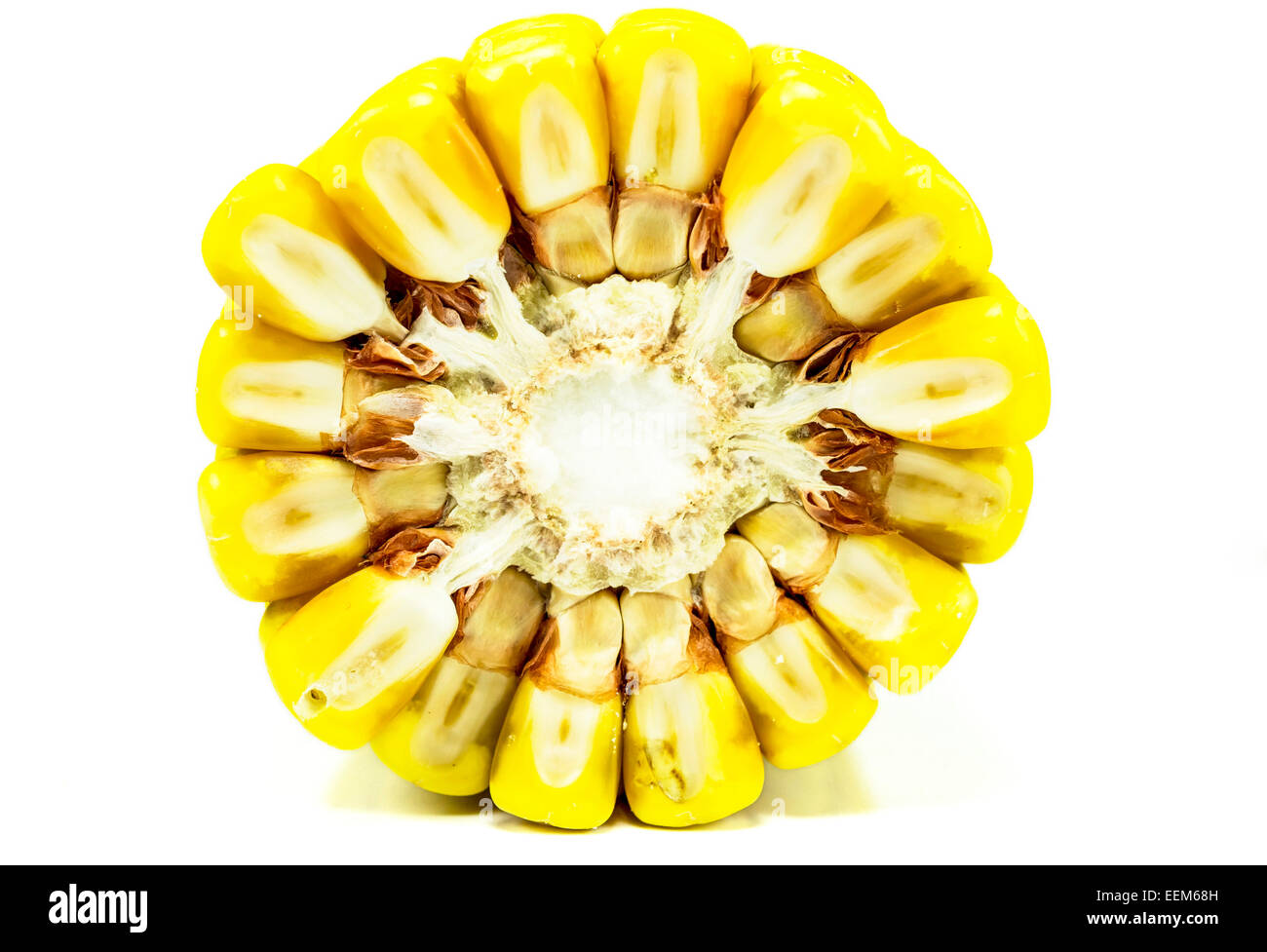 Corn ear, cross section with radial disposal of kernels, macro image