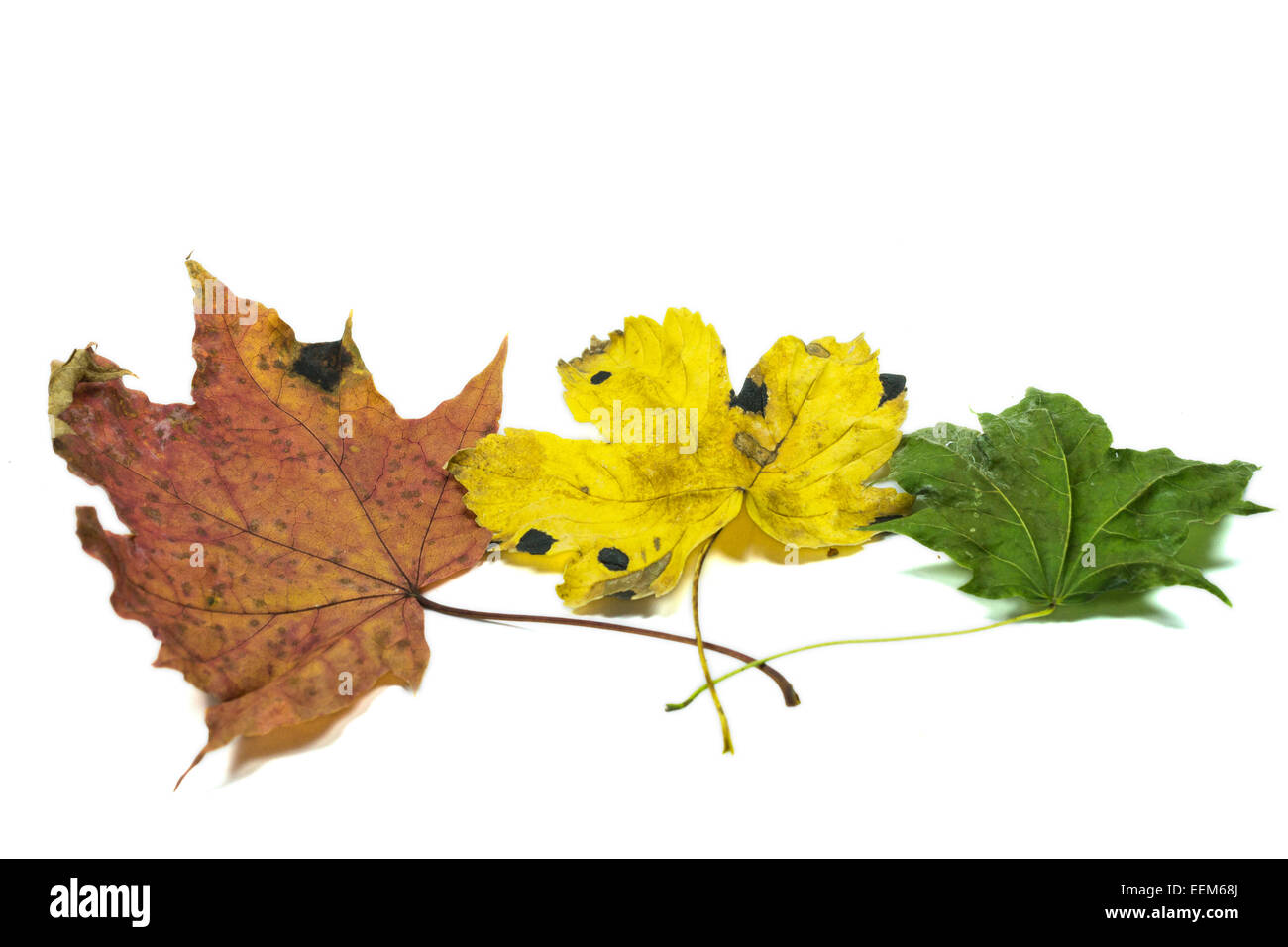 Three autumn leaves in different colors with intersecting petioles ,isolated on white Stock Photo