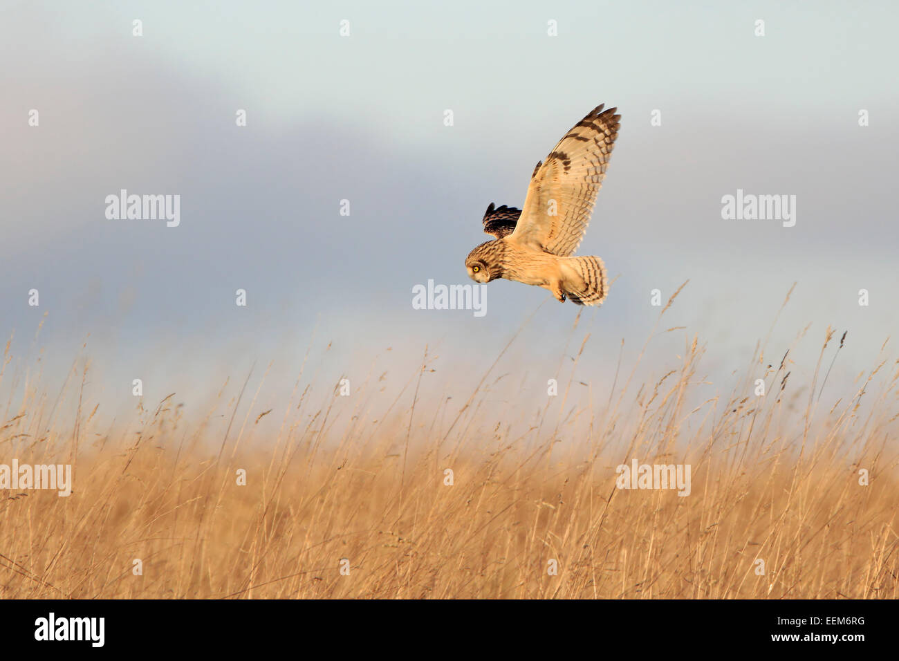 Short Eared Owl flying over rough grassland Gloucestershire Stock Photo