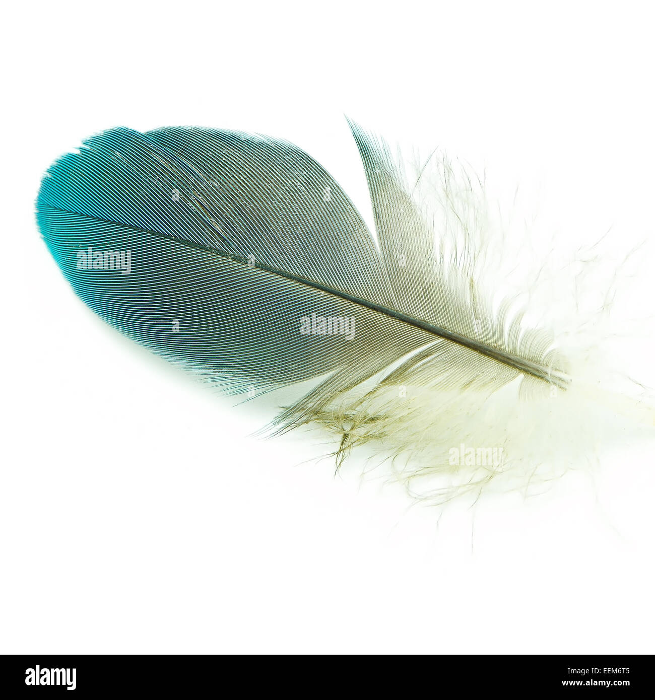Bird feather, isolated on a white background Stock Photo
