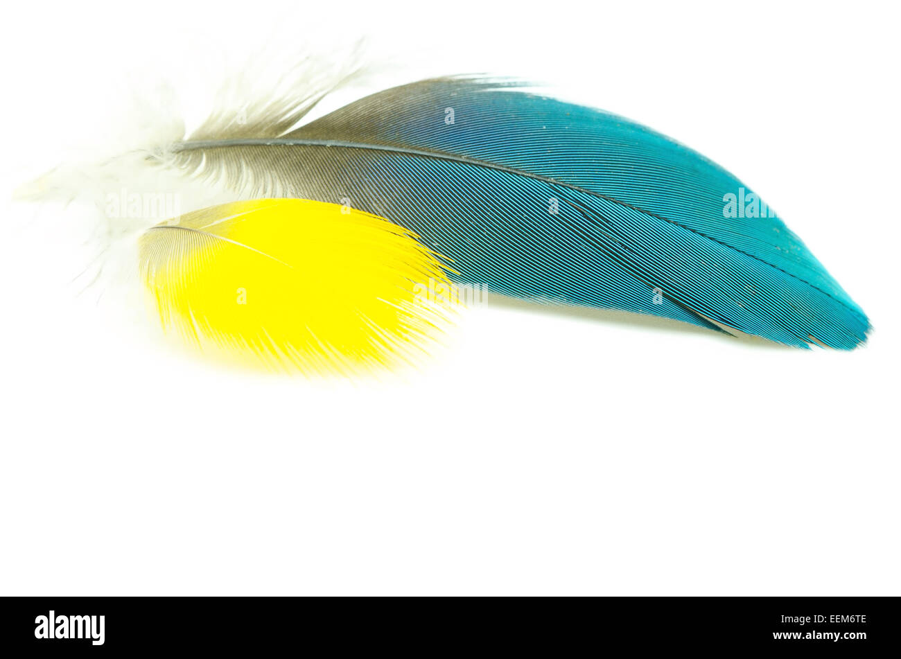 Bird feather, isolated on a white background Stock Photo