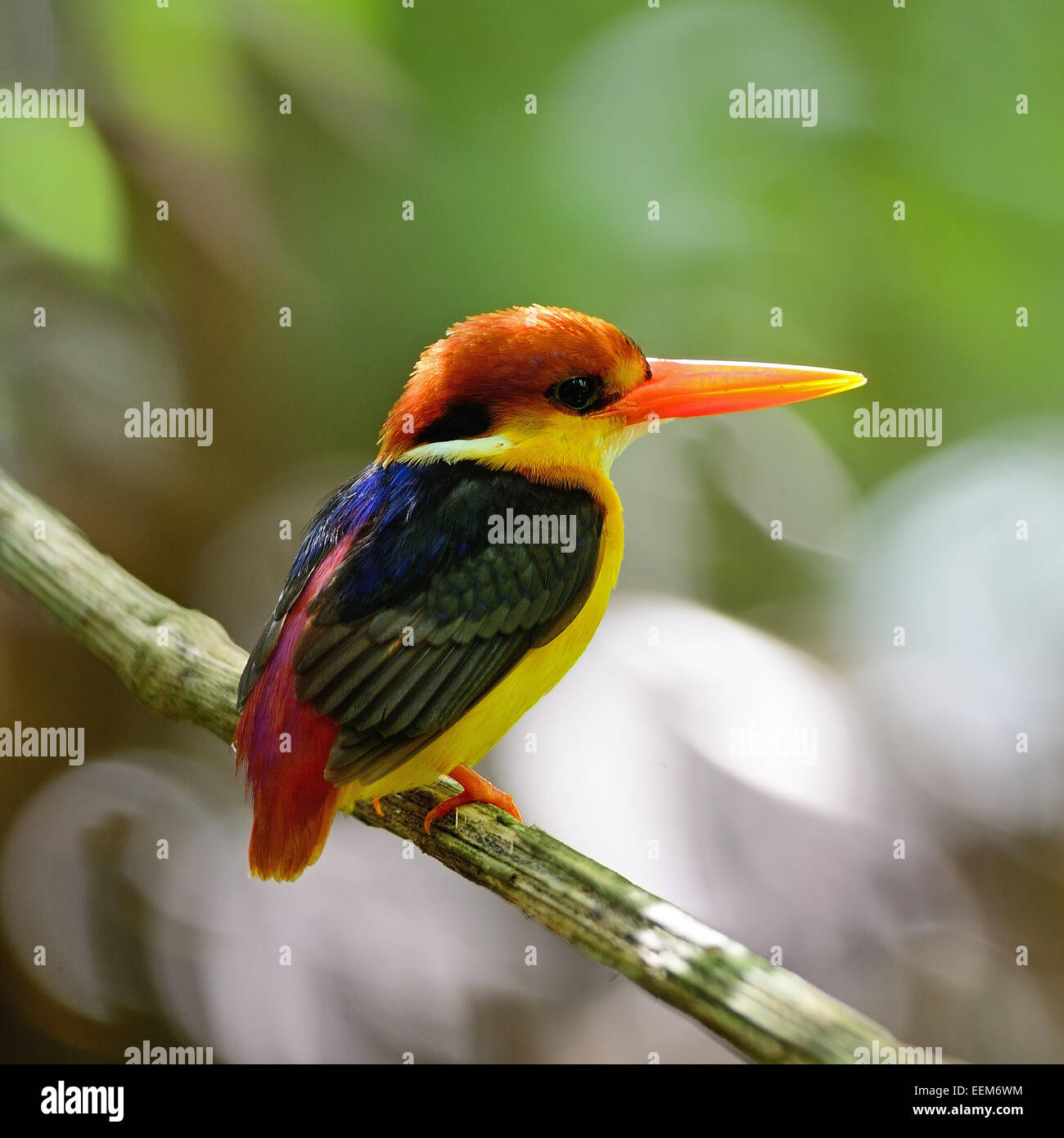 Colorful Kingfisher bird, Black-backed Kingfisher (Ceyx erithacus), back profile Stock Photo