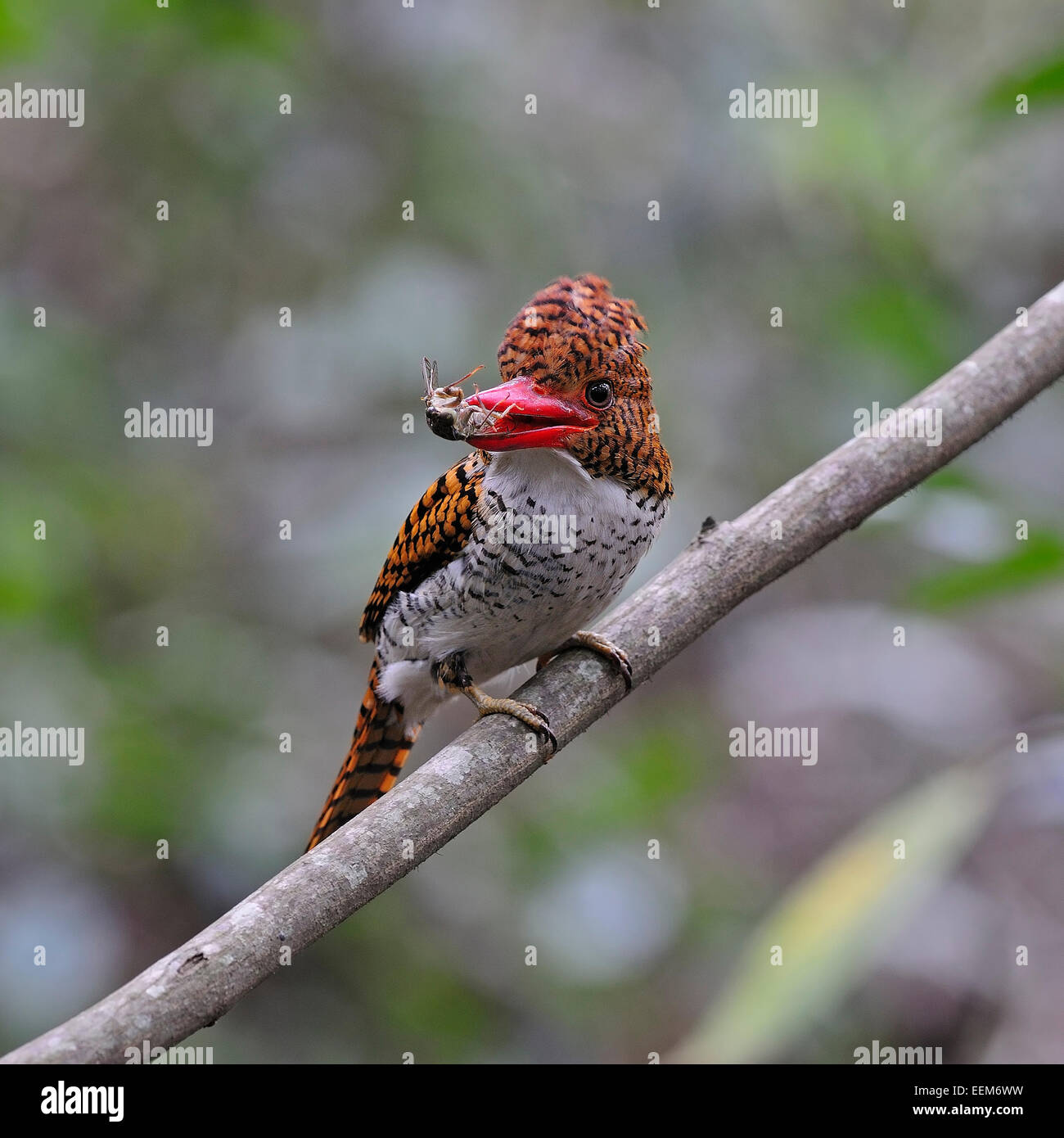 Colorful Kingfisher bird, female Banded Kingfisher (Lacedo pulchella