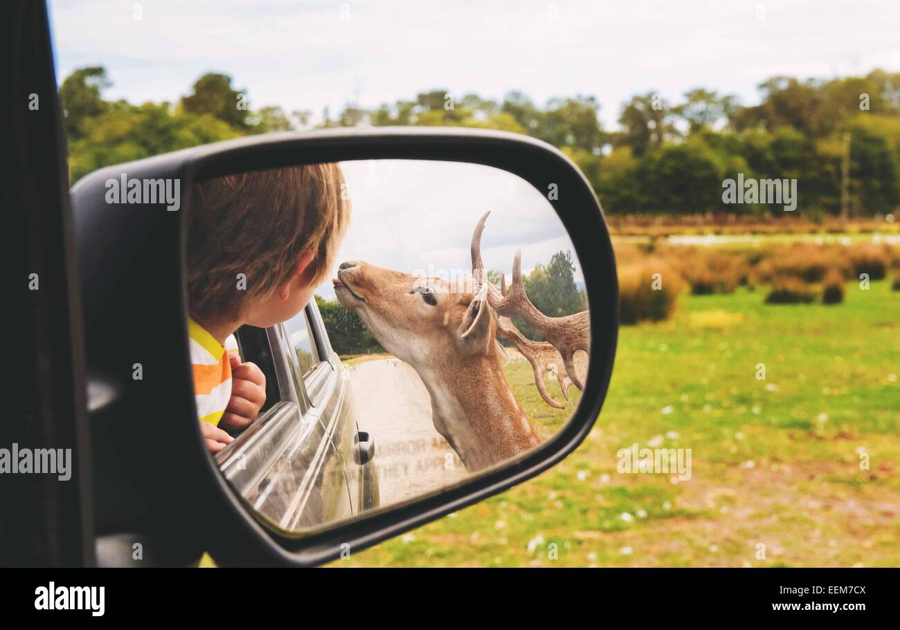 Reflection of boy leaning out of a car window looking at a deer, USA Stock Photo
