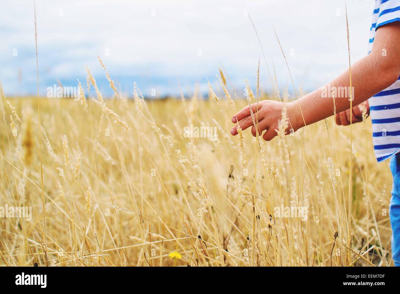 Boy standing in a field touching an ear of wheat Stock Photo