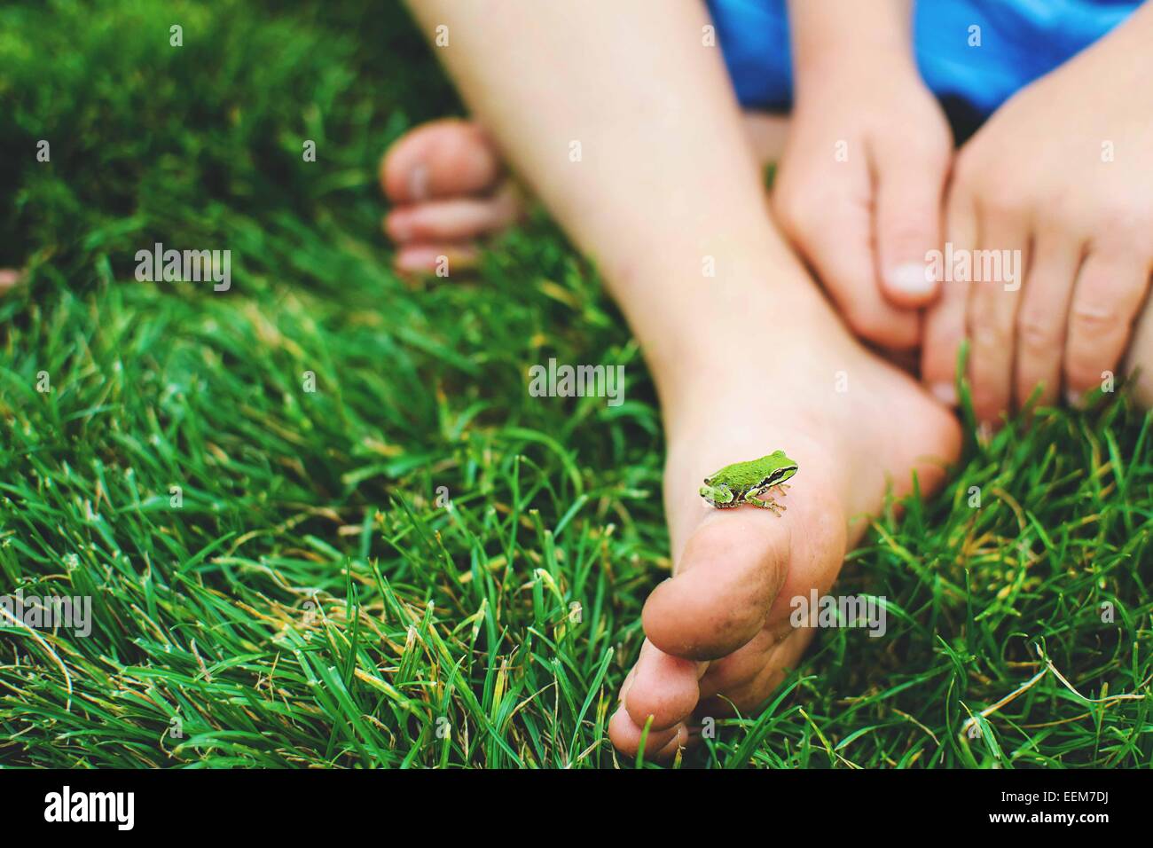 Close-up of a miniature frog on a boy's foot Stock Photo