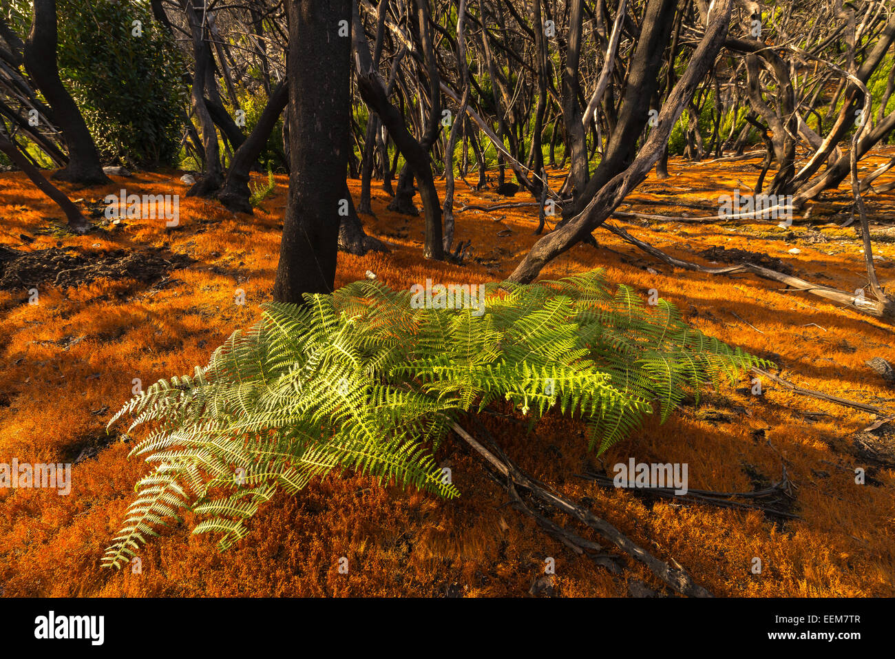 Spain, Canary Islands, Parc Nacional de Garajonay, Fern in forest Stock Photo