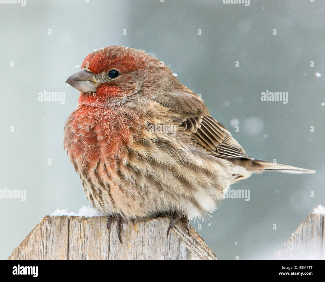 Portrait of Fluffy Finch in winter Stock Photo