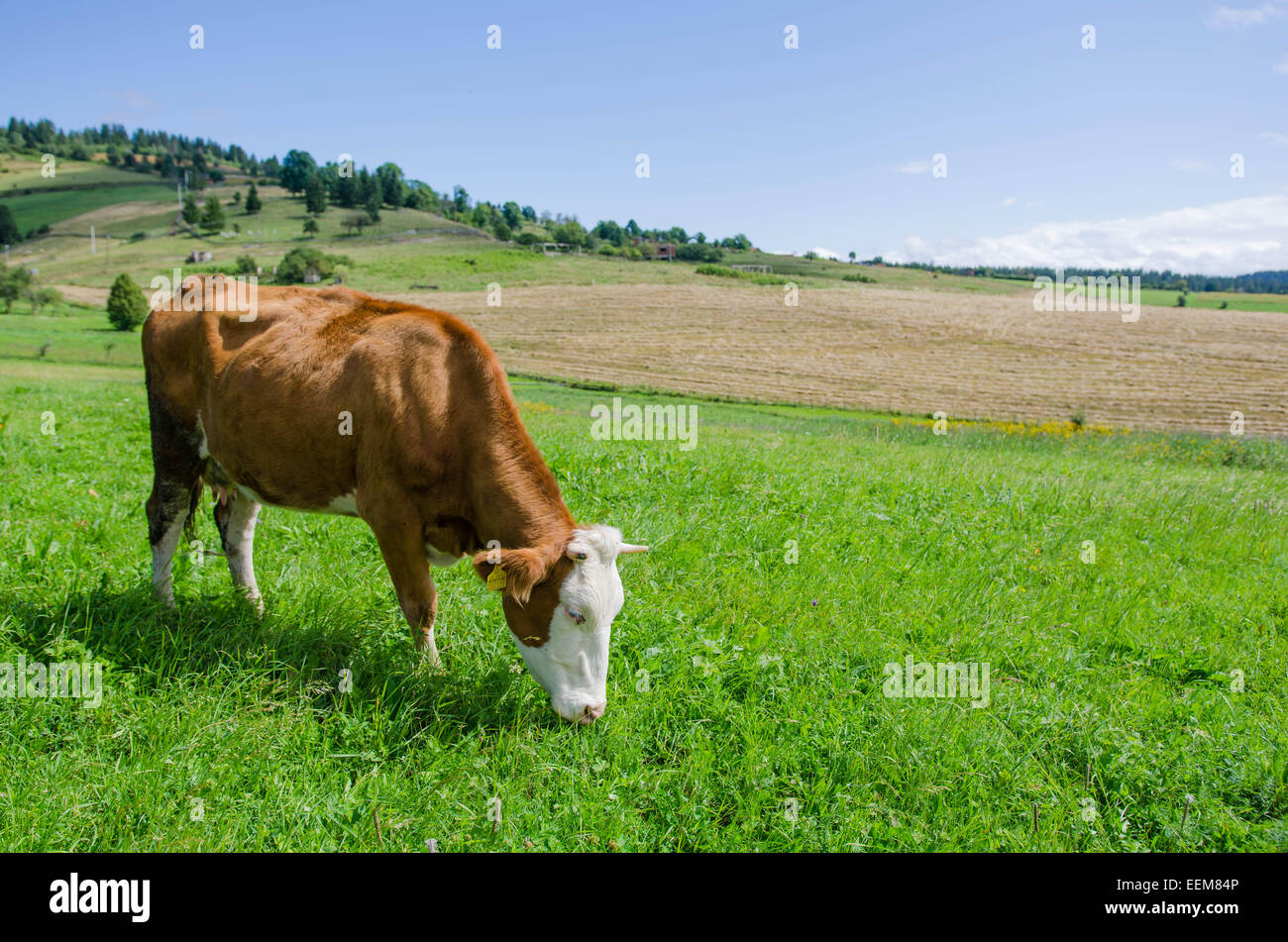 Cow grazing in field hi-res stock photography and images - Alamy