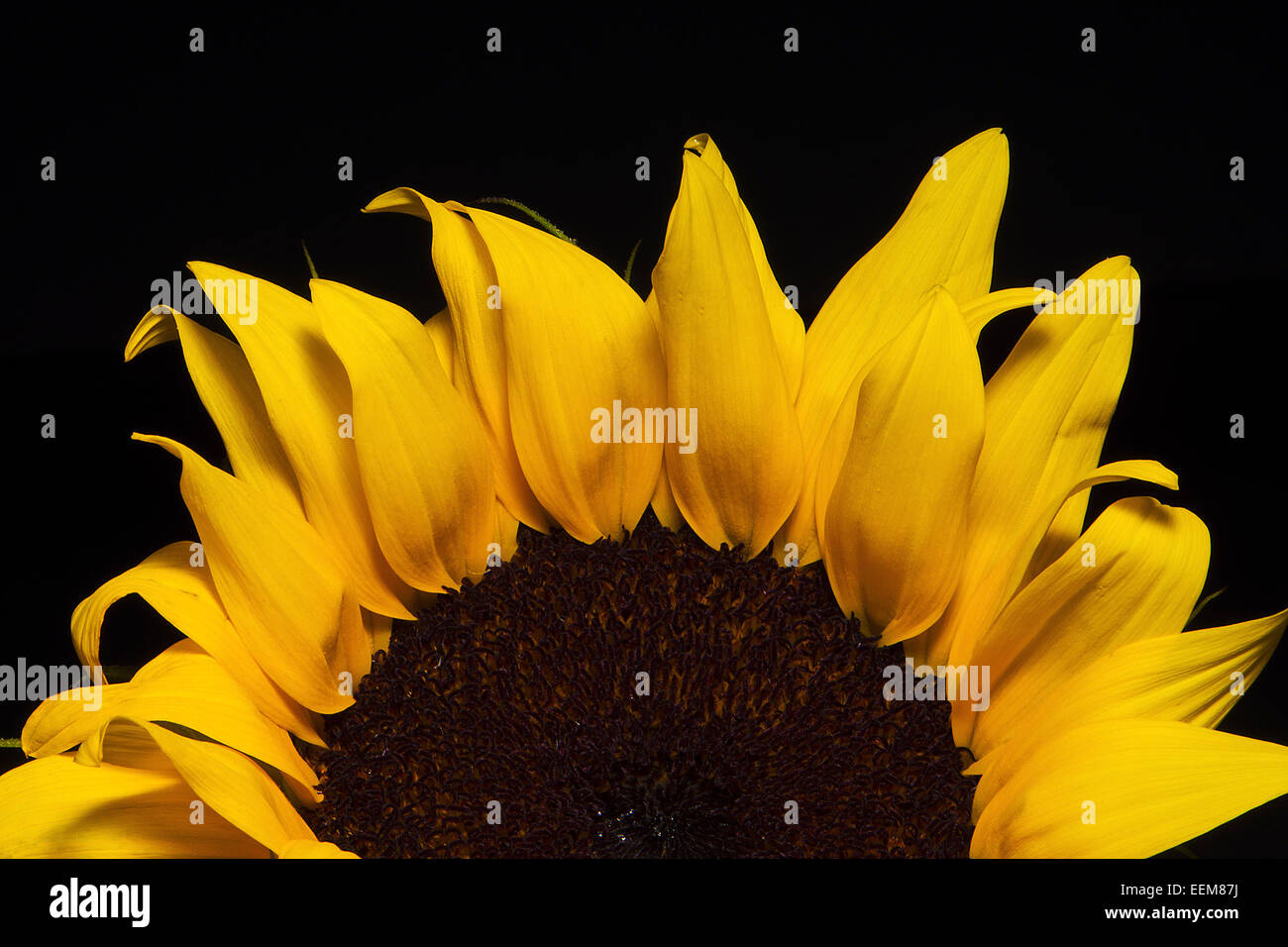 Close up of sunflower hi-res stock photography and images - Alamy