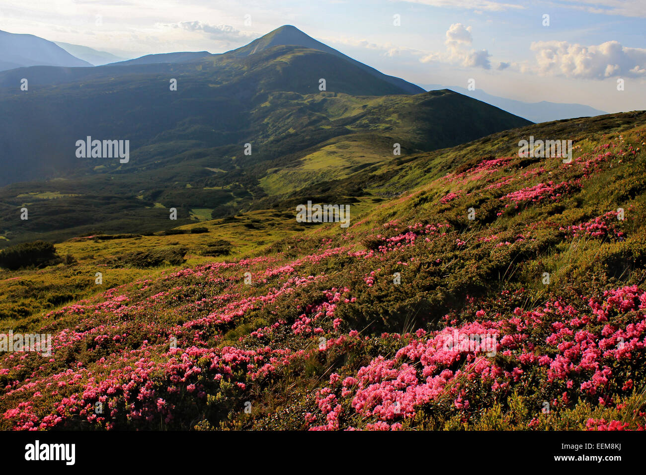 Ukraine, Chornohora, Carpathian mountains, Hoverla, Rhododendrons Blooming Stock Photo