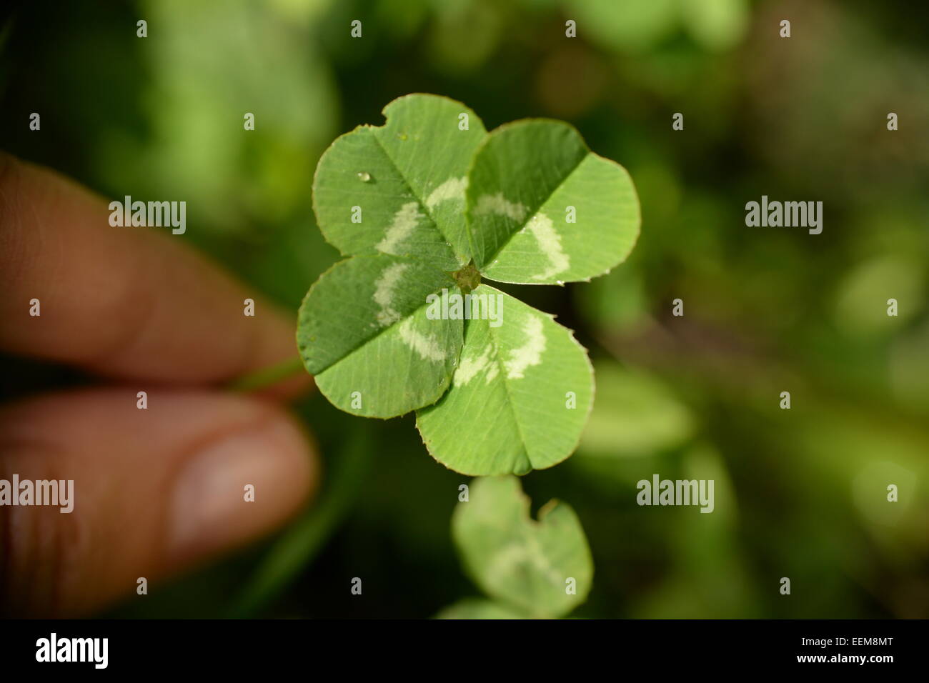 Woman's hand holding a four leaf clover Stock Photo