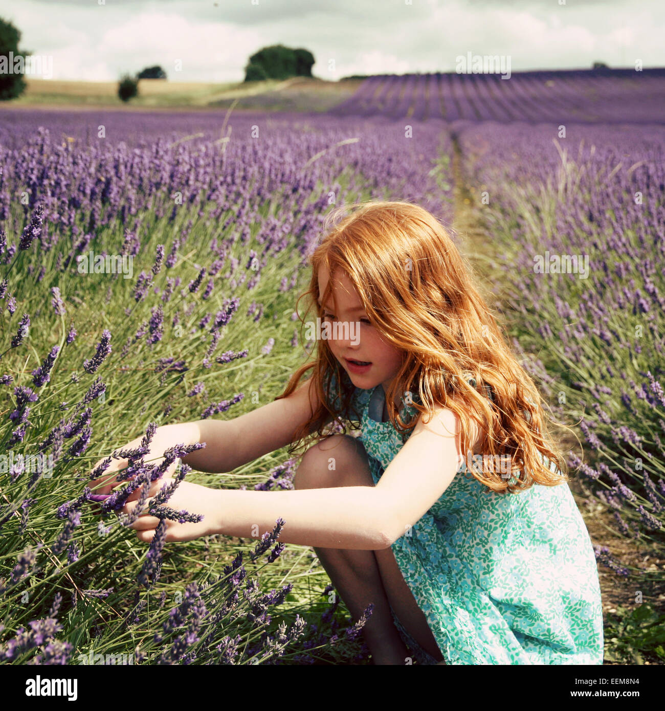 Girl (6-7) picking lavender Stock Photo