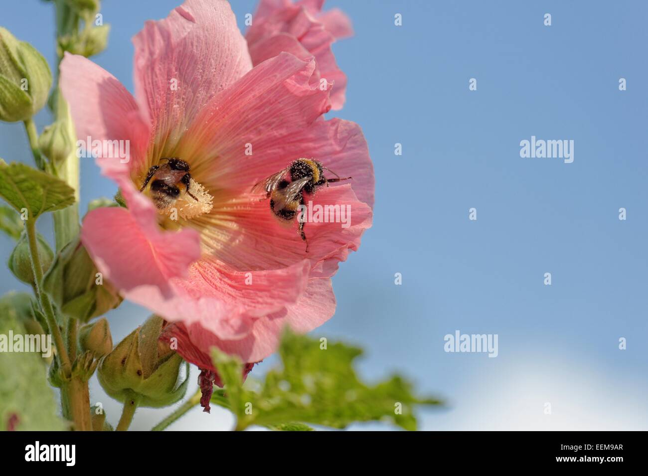 Bumblebees pollinating Hollyhock flower Stock Photo