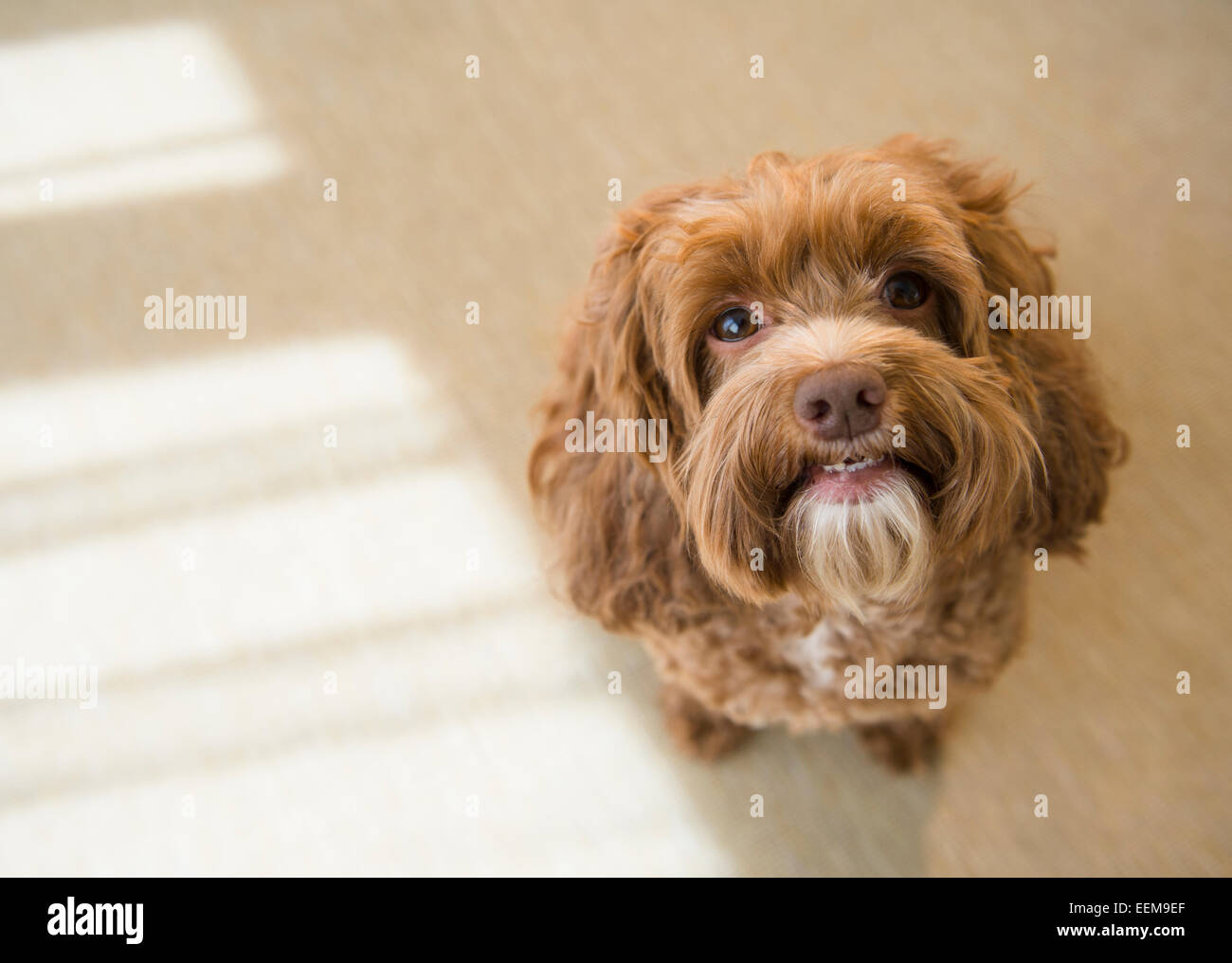 Close up of face of obedient dog Stock Photo