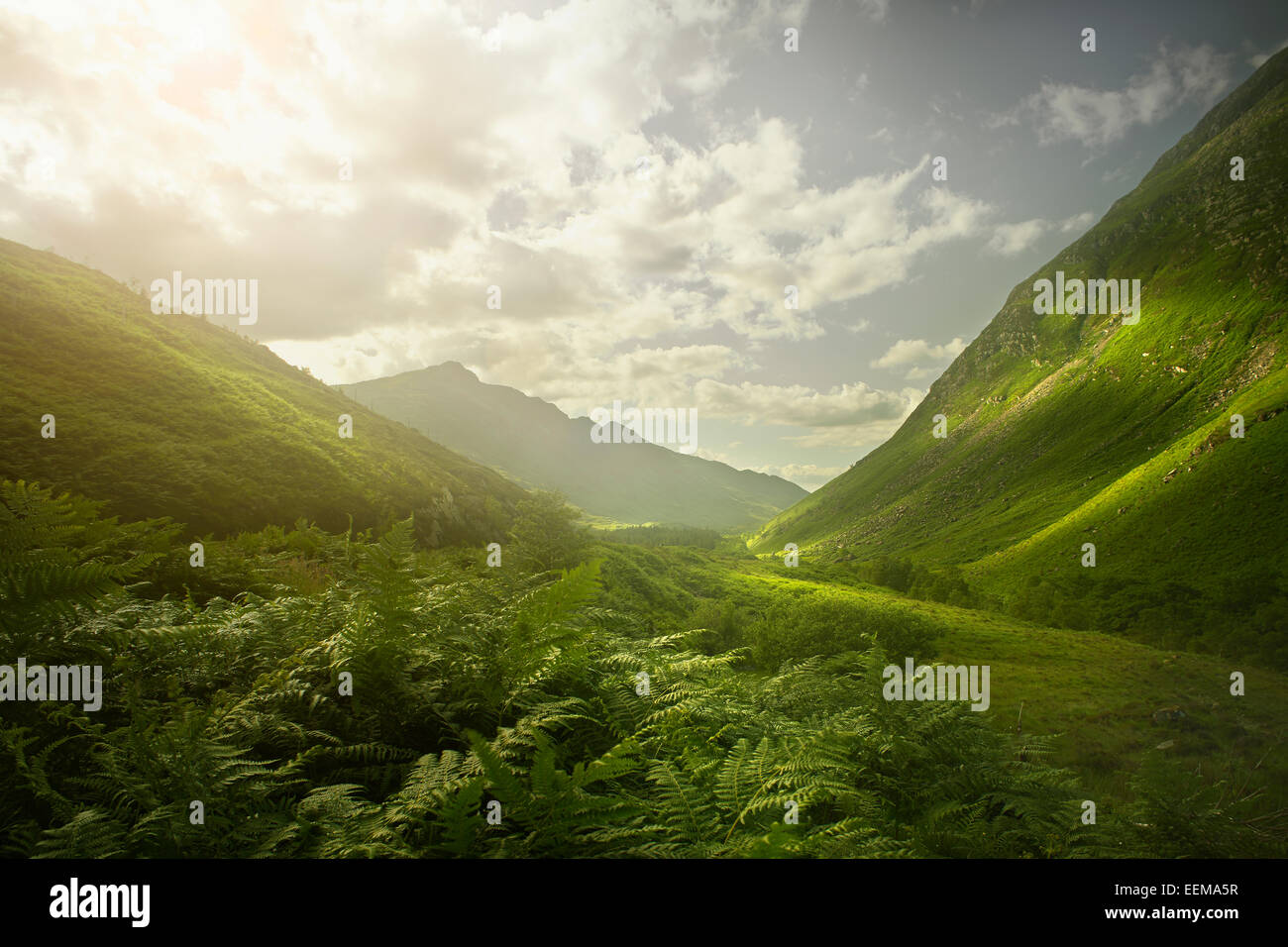 Rolling green hills in remote landscape Stock Photo