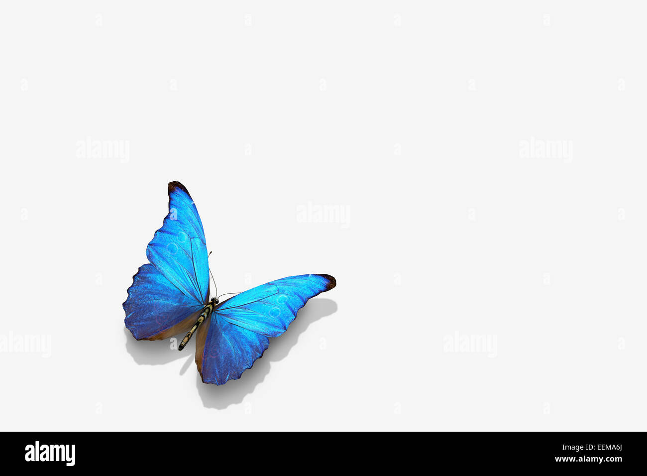 Close up of blue butterfly Stock Photo