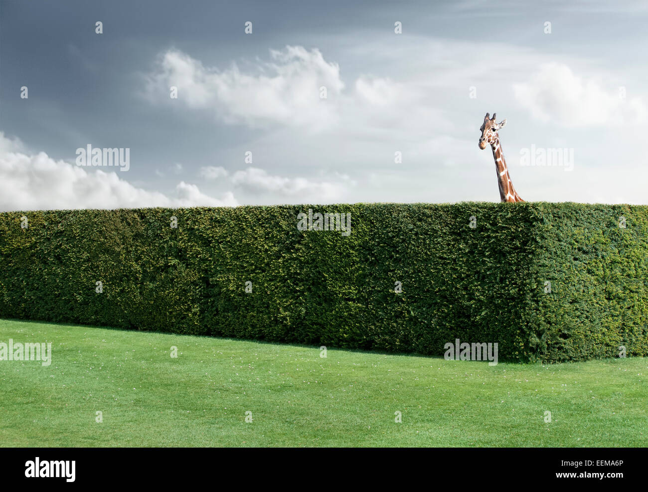 Giraffe peering over neatly trimmed hedges Stock Photo