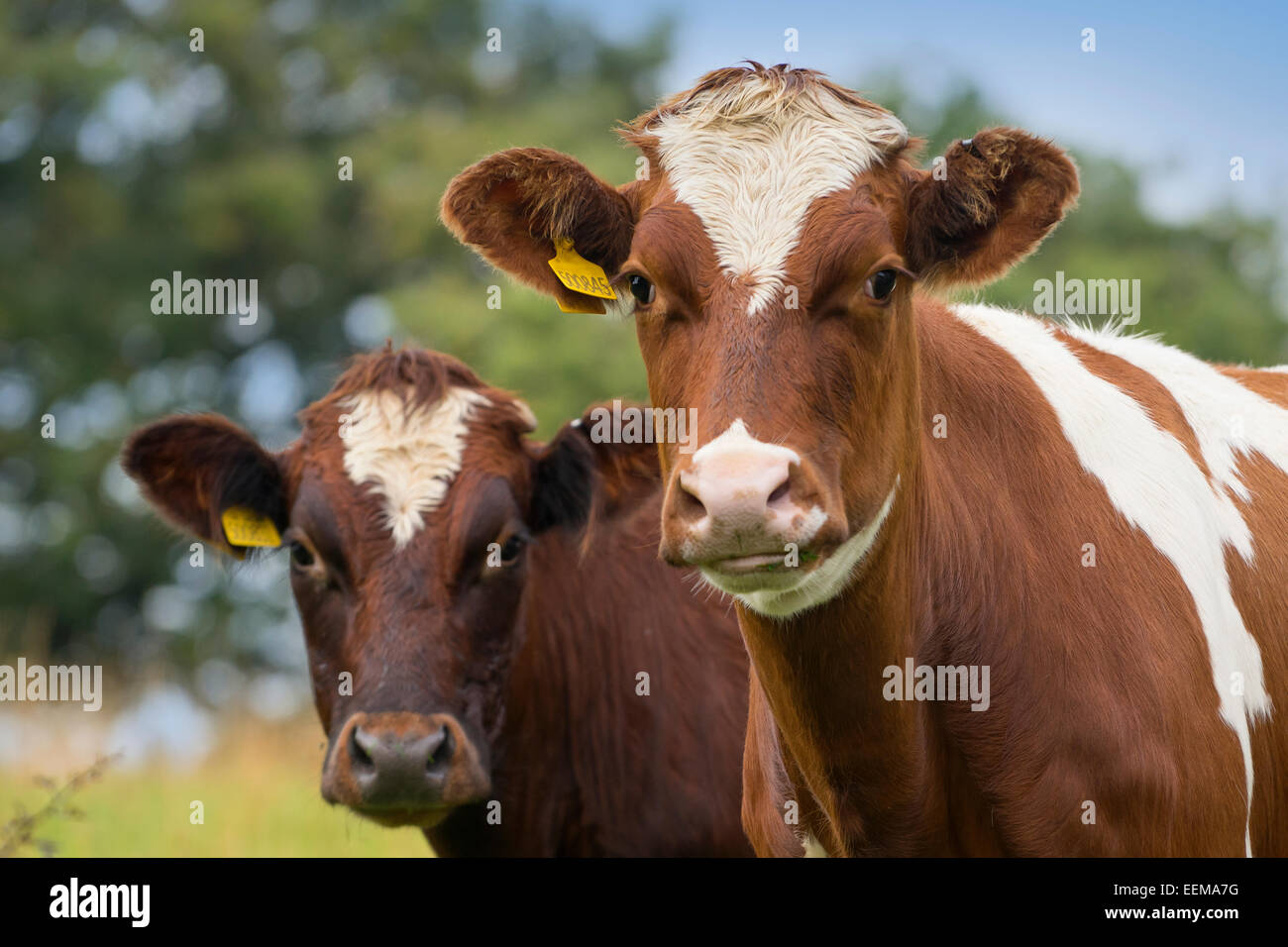 Close up of cows in field Stock Photo - Alamy