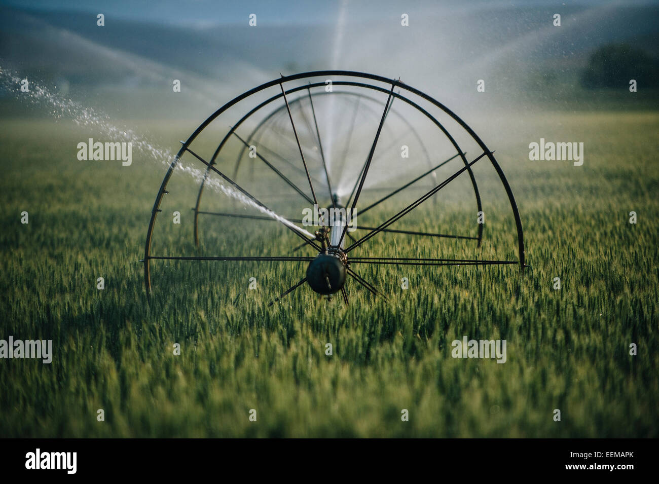 Irrigation system watering crops on farm field Stock Photo